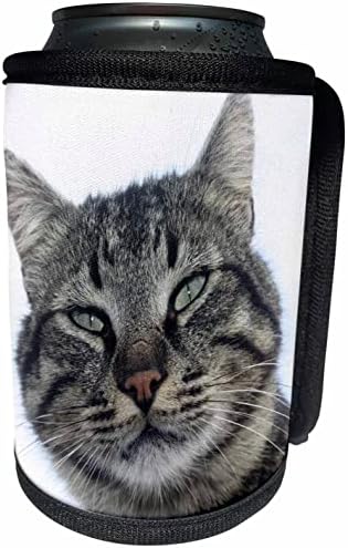 3Droza šarmantna smeđa tabby mačka fotografija portret - može li hladnije boce
