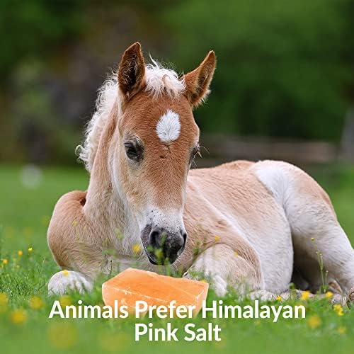 Himalayan priroda konj lizanje soli, životinja lizanje mineralne slane opeke - 5 lbs