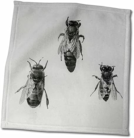 3Droza Queen Drone Radni radnik pčelinje čuvanje apialogijskih apeoloških insekata Vintage - Ručnici